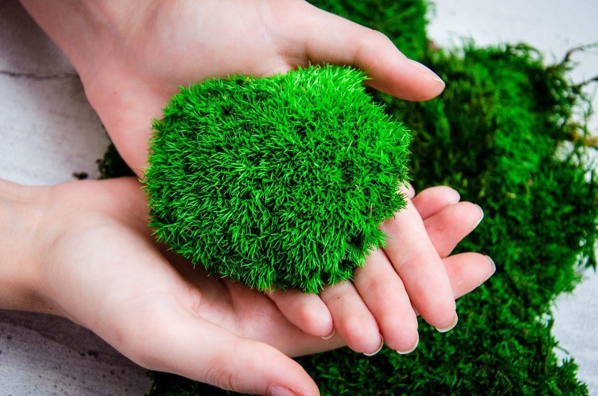 stabilizovany-mech-detail